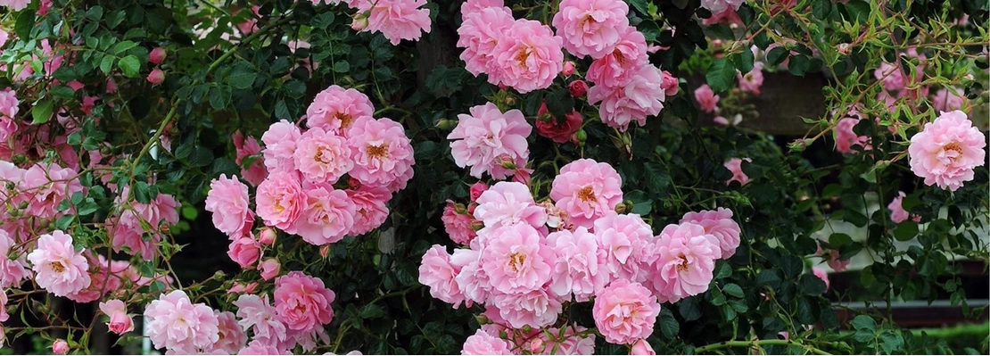 Blog Rozen snoeien 637477672142927454