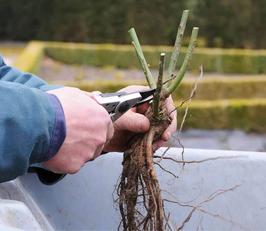 Rozen Snoeien Makkelijker Dan Je Denkt Tuincentrum Pelckmans