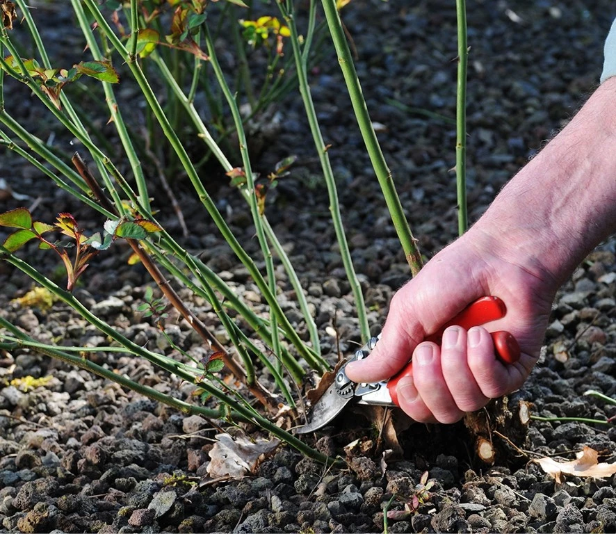 Rozen Snoeien Makkelijker Dan Je Denkt Tuincentrum Pelckmans