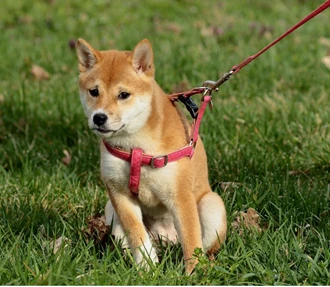 Blog hond halsband hondentuig5 637568474188294813