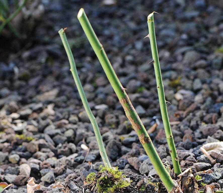 Rozen Snoeien Makkelijker Dan Je Denkt Tuincentrum Pelckmans