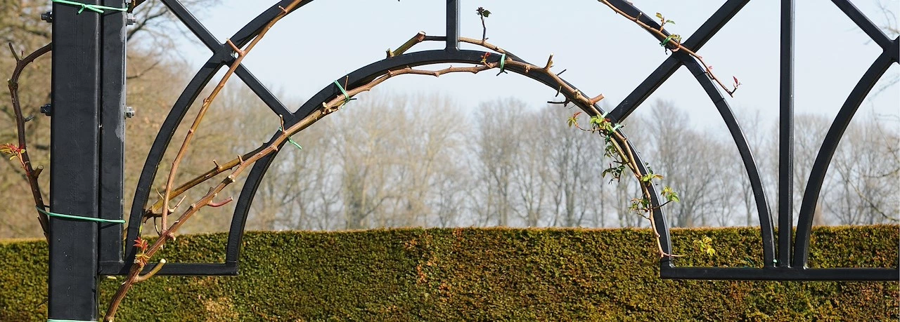 Rozen Snoeien Makkelijker Dan Je Denkt Tuincentrum Pelckmans