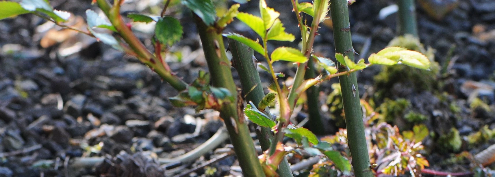 Rozen Snoeien Makkelijker Dan Je Denkt Tuincentrum Pelckmans