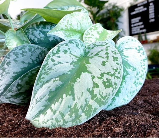 Blog variegata7 637544271098395319