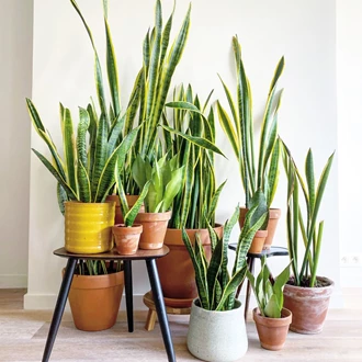 Sansevieria