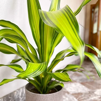 Dracaena
