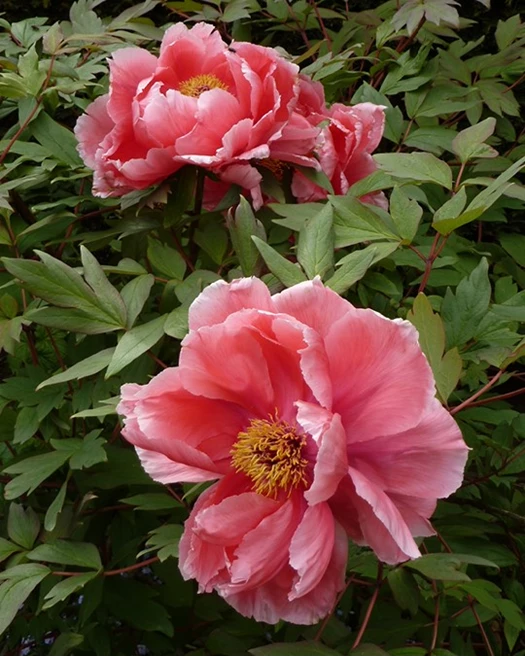 Boompioenen 01 639041508367764138