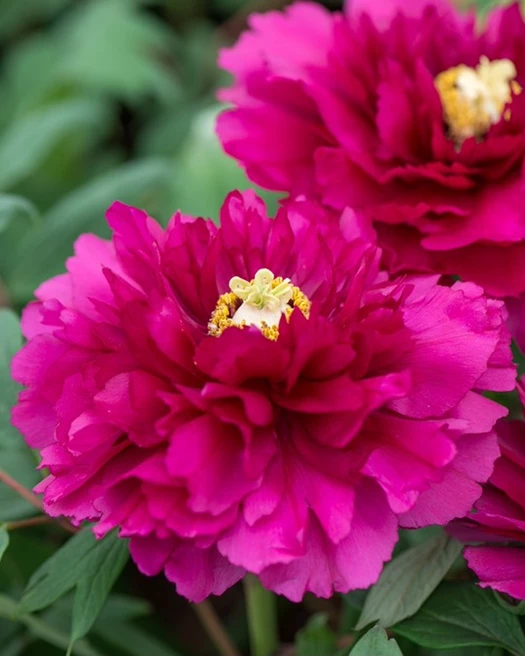 Boompioenen 02 639041508436680715