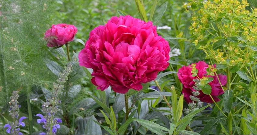 Boompioenen Hero 01 639041522053366357