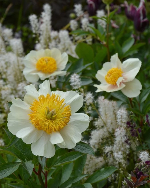 Boompioenen bloei 01 639041511019053999