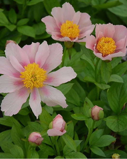 Boompioenen bloei 02 639041511119022910