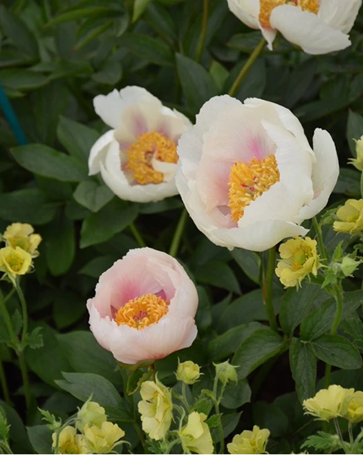 Boompioenen enkel dubbel 01 639041555822581234