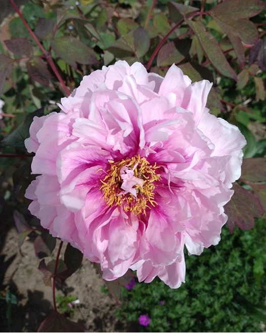 Boompioenen enkel dubbel 02 639041555935831402