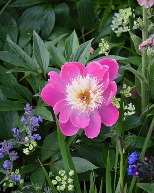 Boompioenen extra 01 639041561596090030