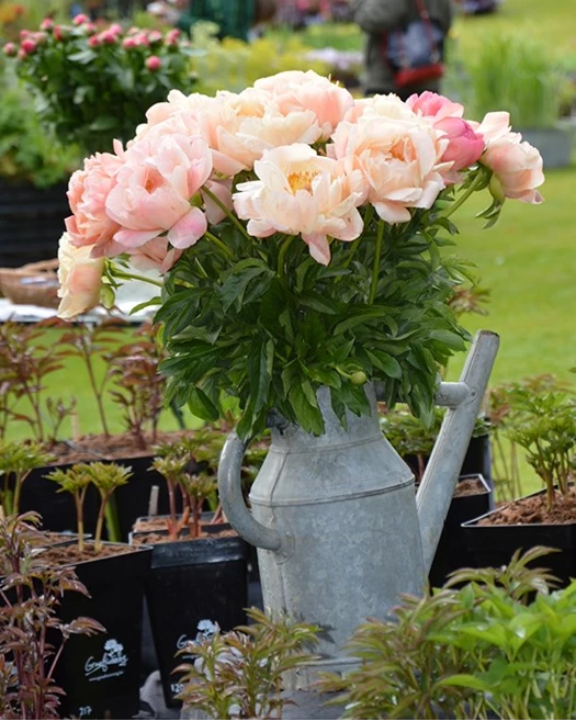 Boompioenen extra 03 639041561706132088