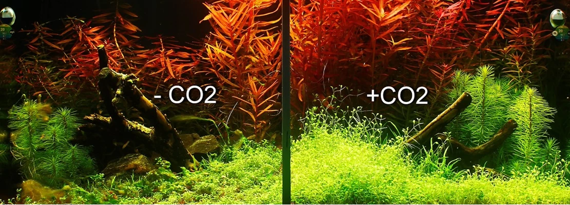 Klein Vul in Installatie Hoe houd ik de CO2 in mijn aquarium op peil? - Tuincentrum Pelckmans