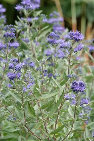 Caryopteris