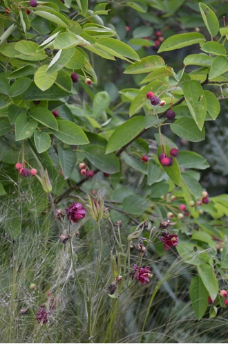 Amelanchier