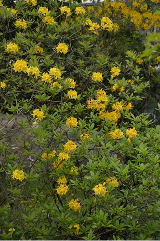 DSC 0026 bosazalea Rhododendron luteum min 638208717686180244