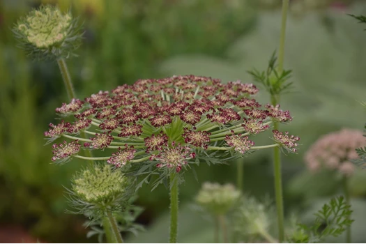DSC 0045 schermbloem Daucus carota min 638213951887462127