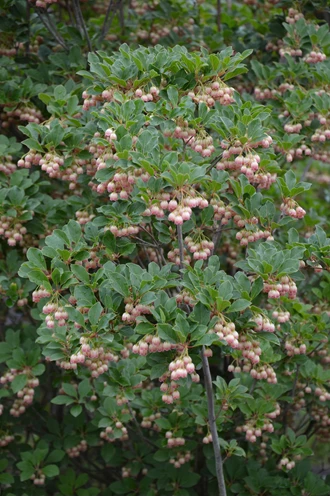 Amelanchier