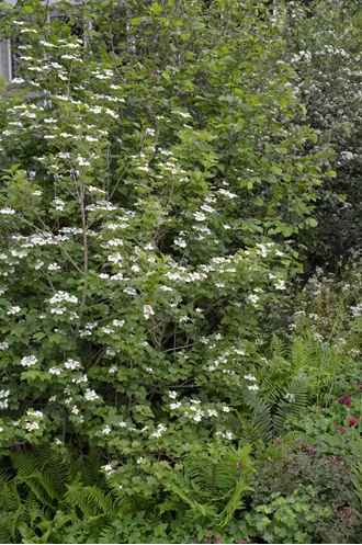 DSC 0051 Viburnum min 638208718659820510