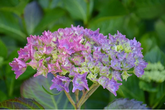 DSC 0078 Hydrangea min 638193977725174733