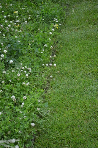 DSC 0136 gazon lang gras bijen klavers 638166466172855312