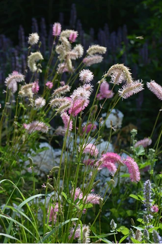 DSC 0152 Sanguisorba min 638213948965874131