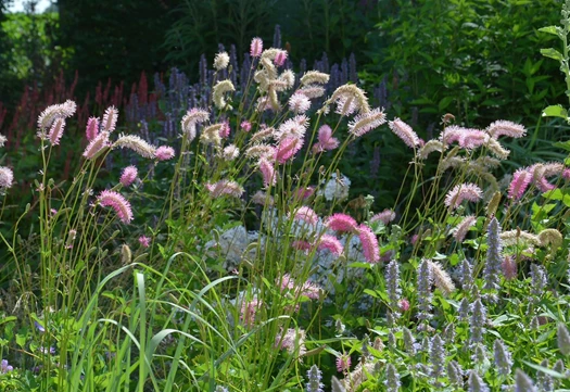 DSC 0153 Sanguisorba min 638213947786123615