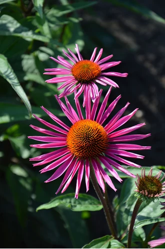 DSC 0174 Echinacea Pica Bella min 638193972415966514