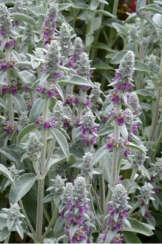 DSC 0186 Stachys enz min 638193969487613625