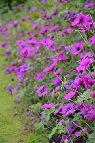DSC 0200 Geranium min 638193977119983766