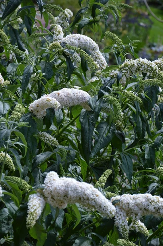 DSC 0353 Buddleja White Profusion enz min 638208719042725651
