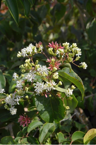 DSC 0401 Zevenzonenboom Heptacodium mic min 638208719174602282