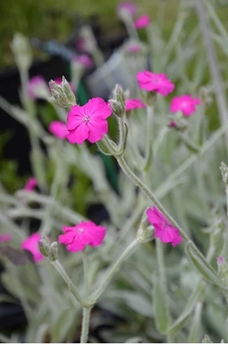 DSC 0476 prikneus Lychnis enz min 638193969146793169