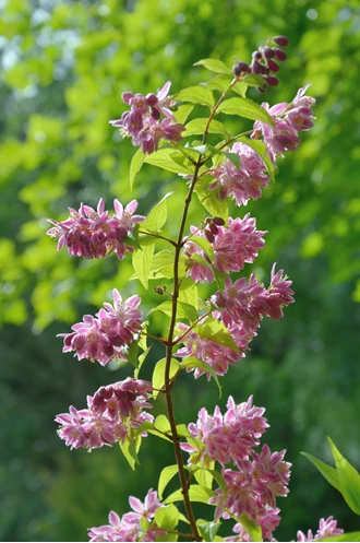 DSC 0570 Deutzia Strawberry Fields min 638208720953179678