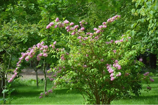 DSC 0574 Deutzia min 638208726591743406