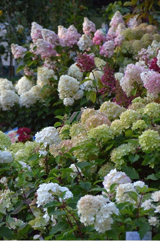 DSC 0633 hortensia min 638214028478793286