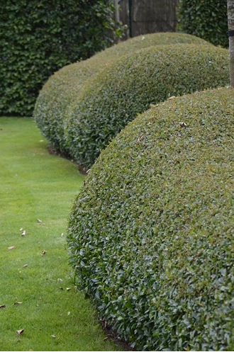 DSC 0689 Ligustrum vulgare min 638214014856116636