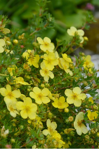 DSC 0852 Potentilla min 638208721139371014