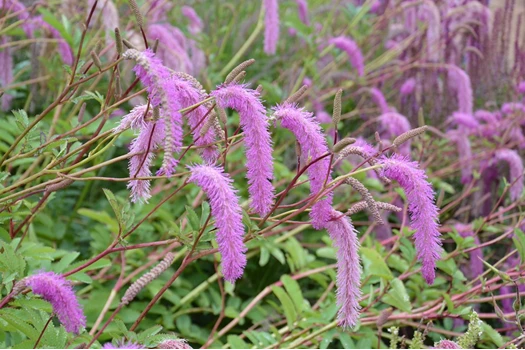 DSC 1378 Sanguisorba min 638213952028608319