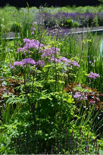 DSC 6663 Thalictrum min 638193976953554085