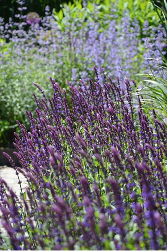 DSC 6664 Salvia enz min 638193976742659453