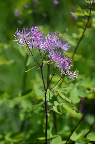 DSC 6666 Thalictrum min 638193976455583060