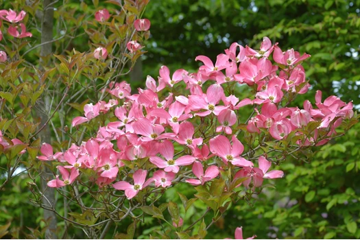 DSC 9883 Cornus kousa min 638208725186730412