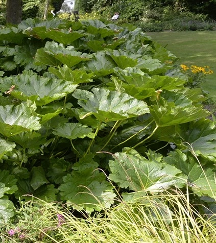 Darmera peltata 638412676831278203