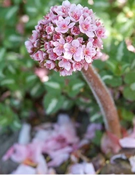 Darmera peltata4 638412698047413572