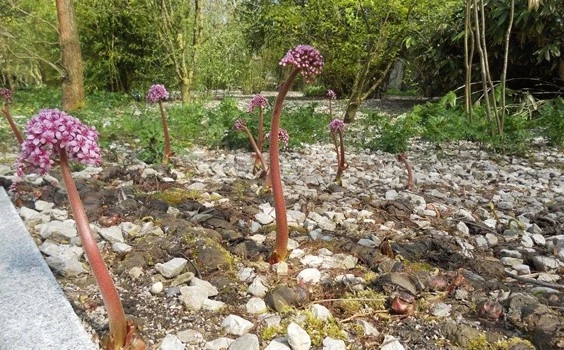 Darmera peltata42 638412698167587696