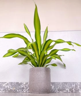 Dracaena 637971205510328971